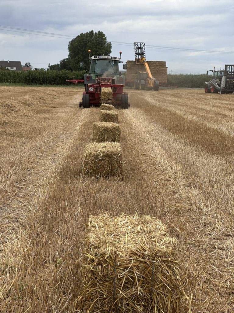 Champ de paille après moisson, reportage Fr3
